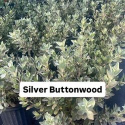 🤍 Plant: Silver Buttonwood