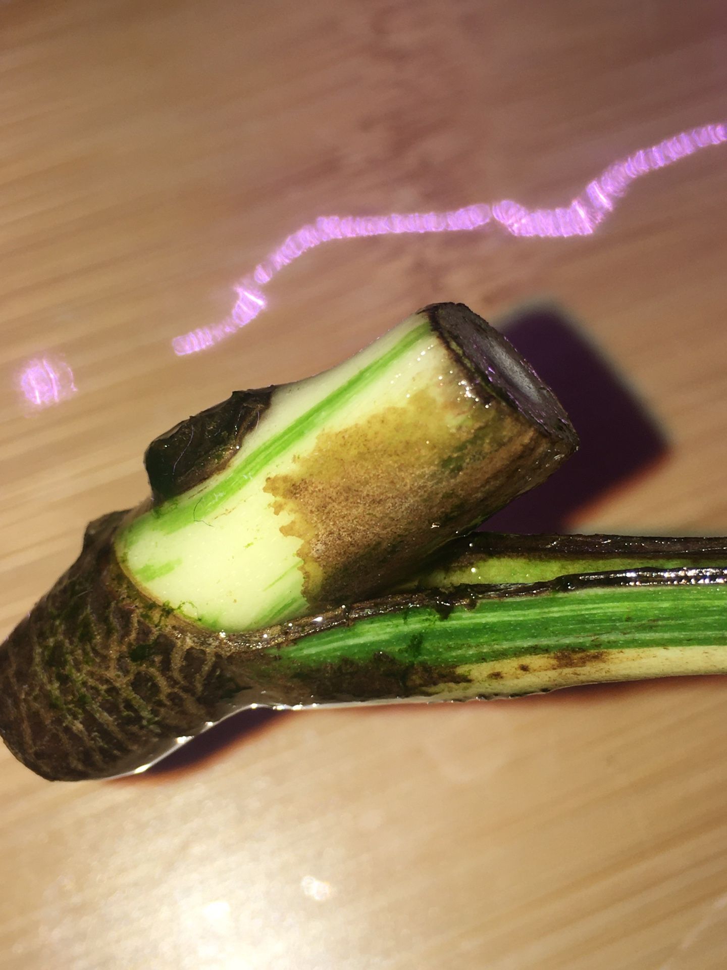 Monstera Albo Half Moon Node