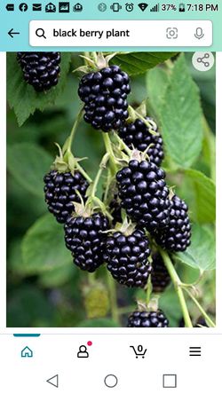 Arapaho Thornless Blackberry Seedling Plant 1ft Ready To Plant Thumbnail