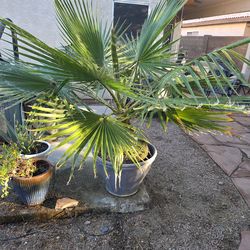 5ft Mexican Fan Palm – Established – Ready for Landscape