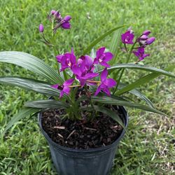 GROUND ORCHIDS ( 3 Gallon Pot) Eye Catching 