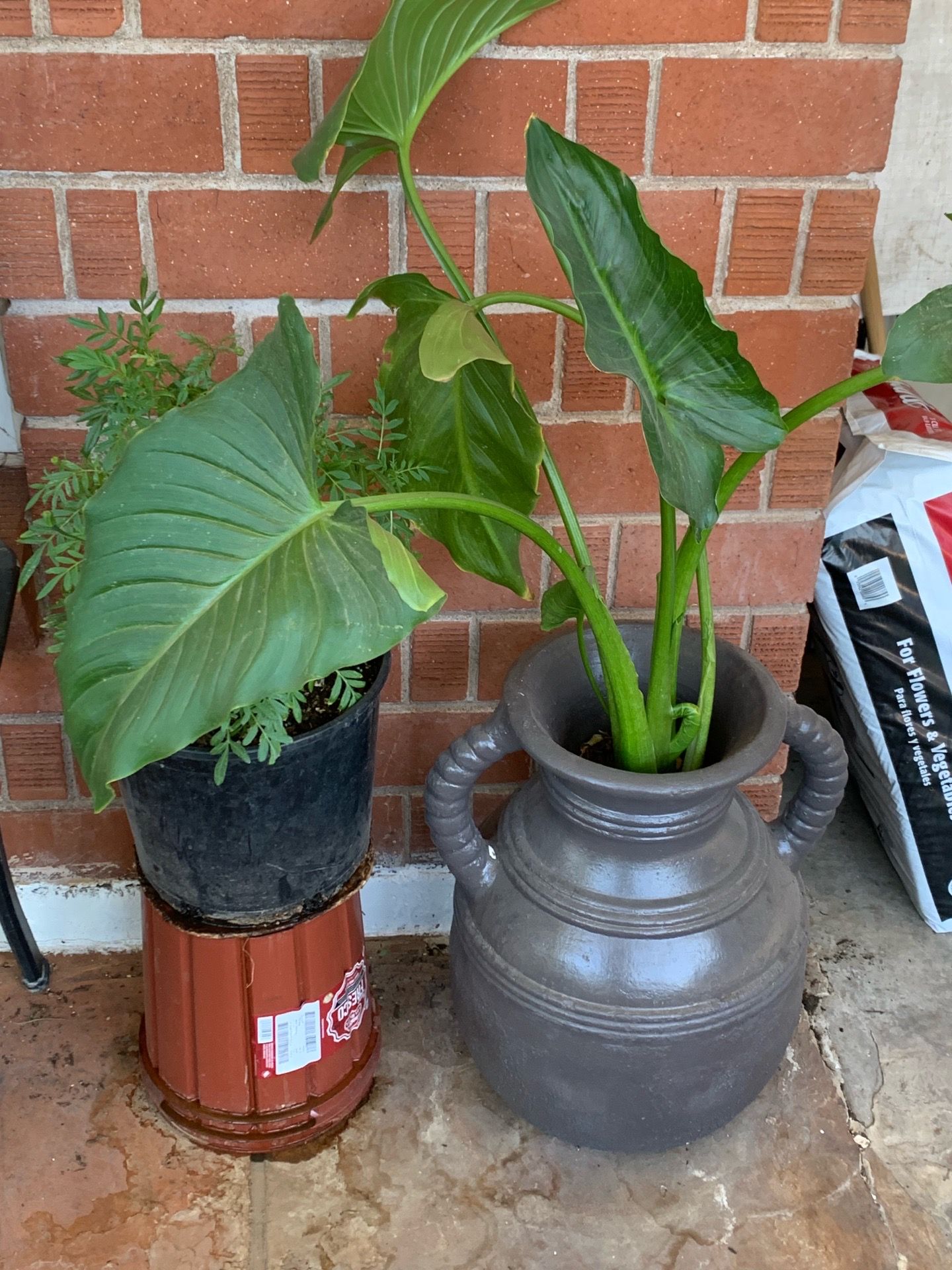 A whole lotta amazing plants available for sale