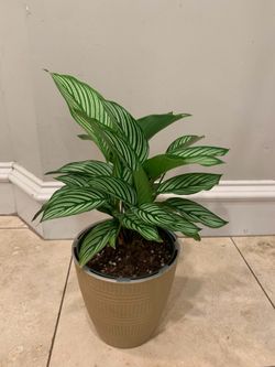Calathea Vittata plant