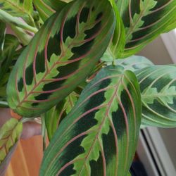 Red Maranta Prayer Plant Cuttings