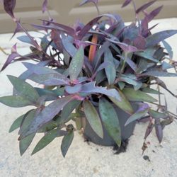 Purple Heart Plant 