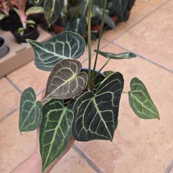 Anthurium Clarinervium