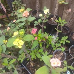 Corona De Cristo Plants  Big Flages