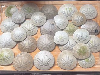 Pacific San dollars
