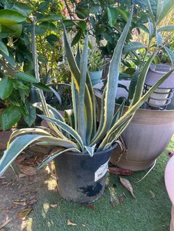 AGAVE DESMETIANA HUGE
