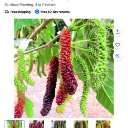 桑树Pakistan Mulberry Plant, Long Mulberry Fruit Tree Live Plansang桑树