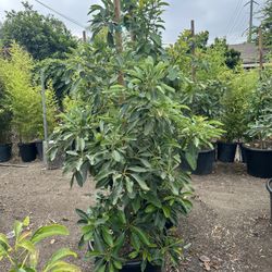 Avocado Tree