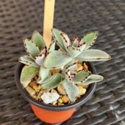 Kalanchoe Tomentosa Succulent