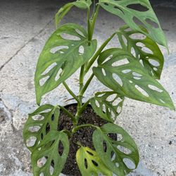 Monstera Swiss Cheese