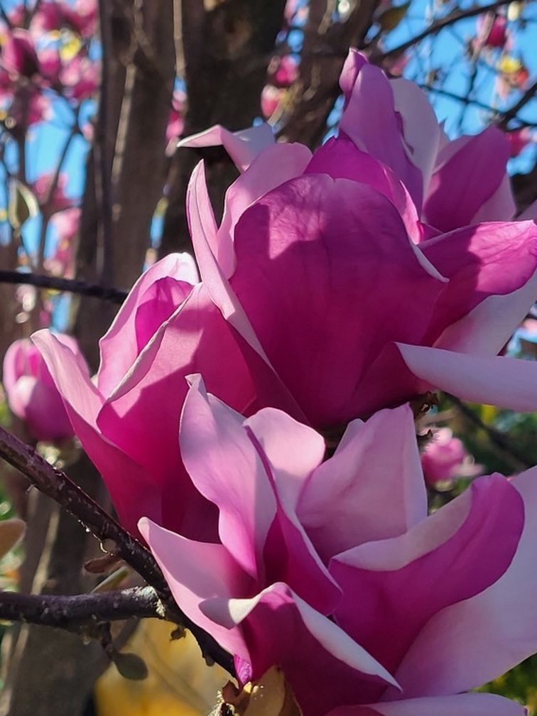 Magnolia Tree