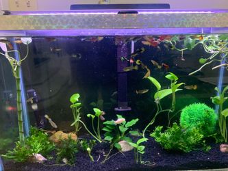 30 gallon fish tank and stand.