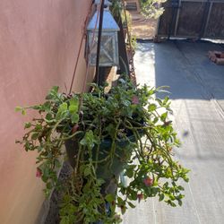 Hanging Plant
