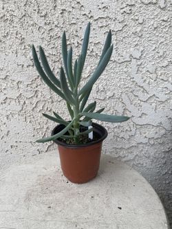 4 Inch Pot Succulent Plant - Blue Fingers - Curio Talinoides - Rooted & Established - Drought Resistant 🪴 