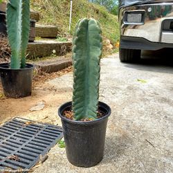 Ornamental Cactus For Sale