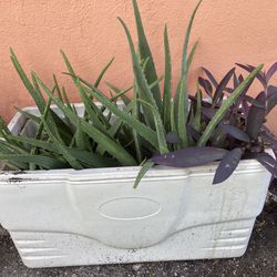 Aloe Vera Plants Farm With Purple Queen Flowers Great Mother’s Day Gift 