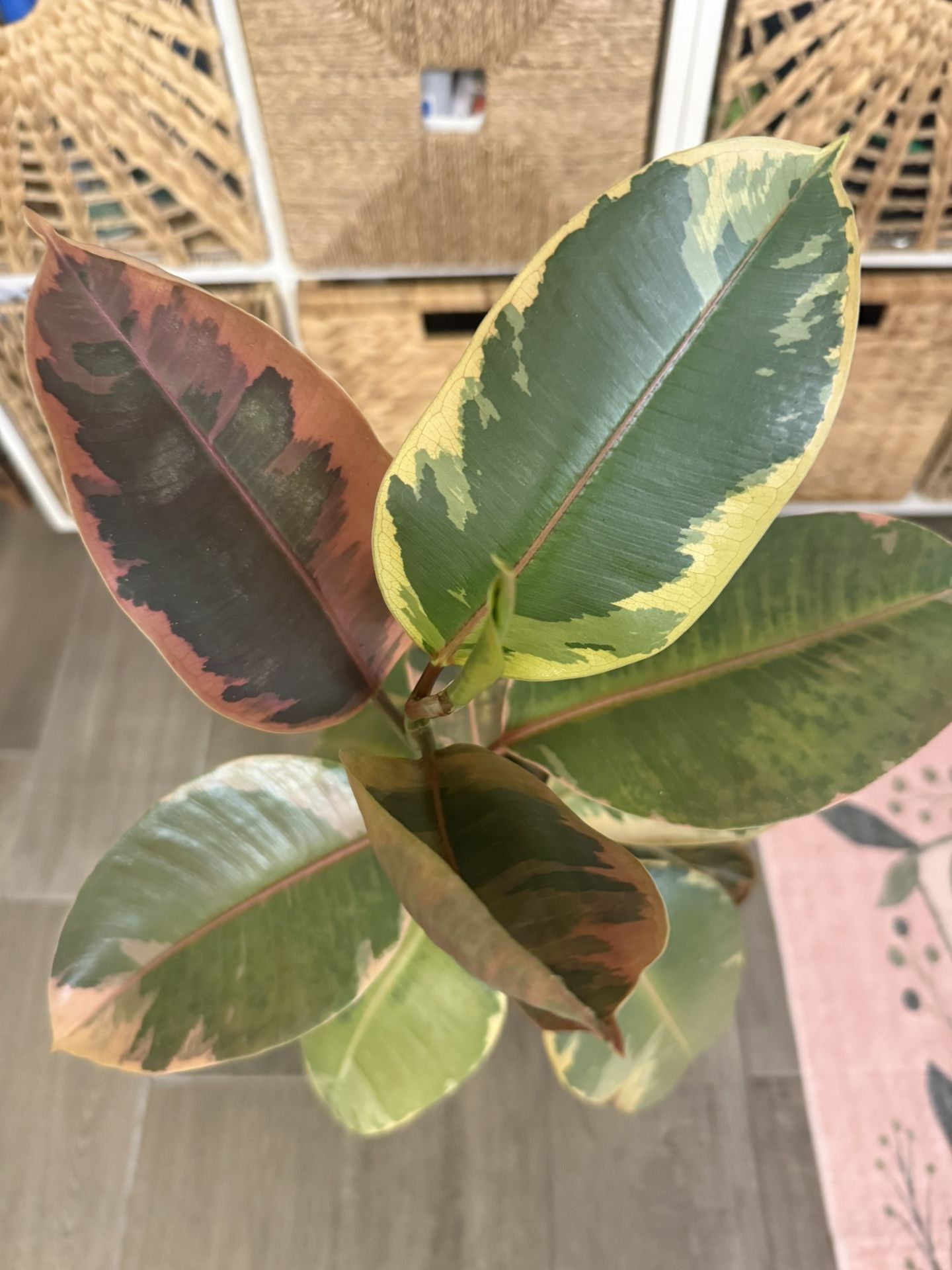 Variegated Rubber Plant