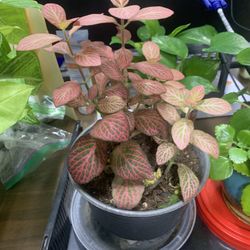 Fittonia Plant / Nerve Plant