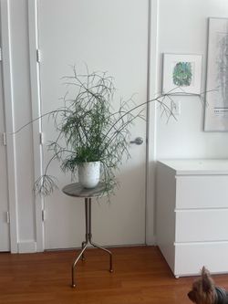 Plant succulent w/planter