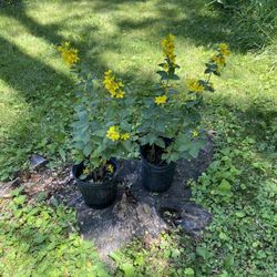 Yellow Loosestrife Plants