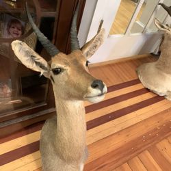 Taxidermy Mountain Reedbuck!! $375 Obo!!
