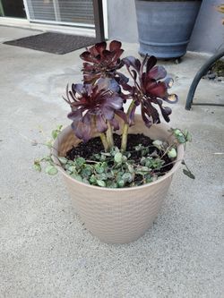Planter