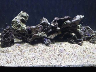 Lace rock for cichlids