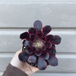 4” aeonium medusa