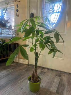 32in Money tree
