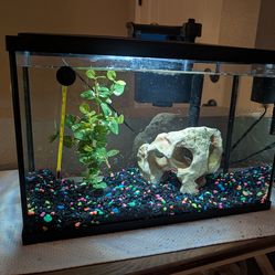 REDUCED: Excellent 5.5 gallon Aquarium/Tank, Accessories and filters