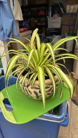 Spider plant