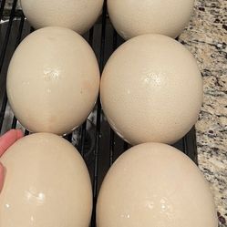 Fresh Ostrich Eggs
