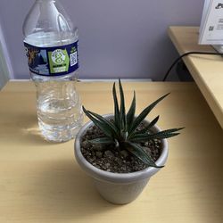 House Plants