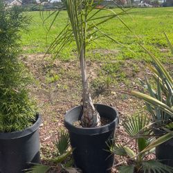 Queen Palm Tree