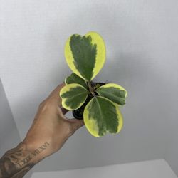 Hoya Kerri Heart Variegated Plant 