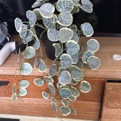 Fake Plant
