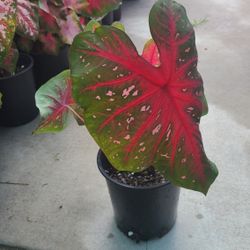 Caladuim Plants 1gallon Diferentes Colores De Hojas