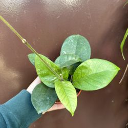 4” hoya fungii