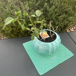This is a hibiscus plant in a 10” -round decorative turquoise - ceramic planter.