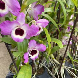 Dendrobium Nobile Fragrance 