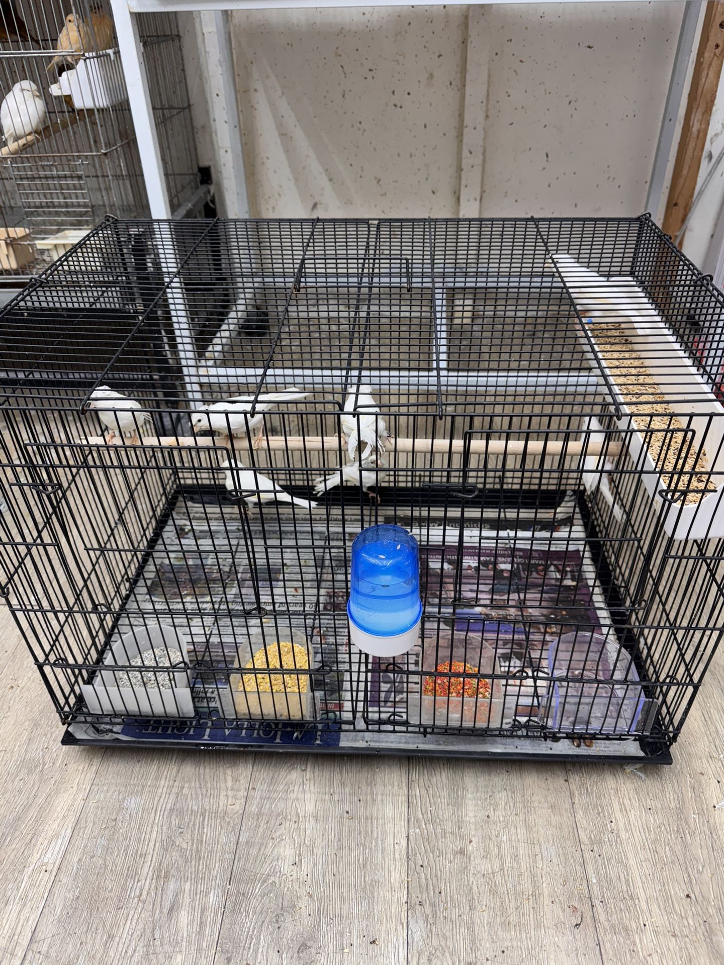 Bird Cage