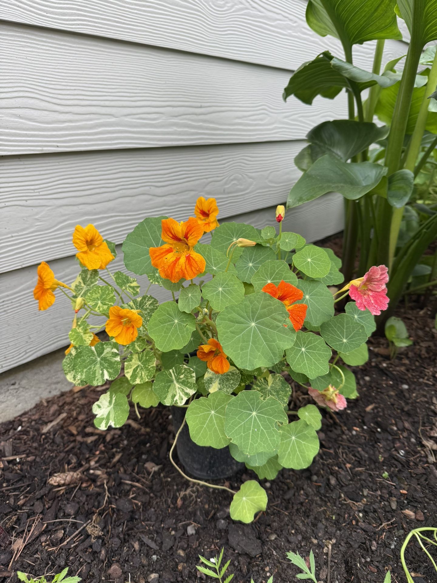 Nasturtium Blooming Beauty In Pots Climbing Type