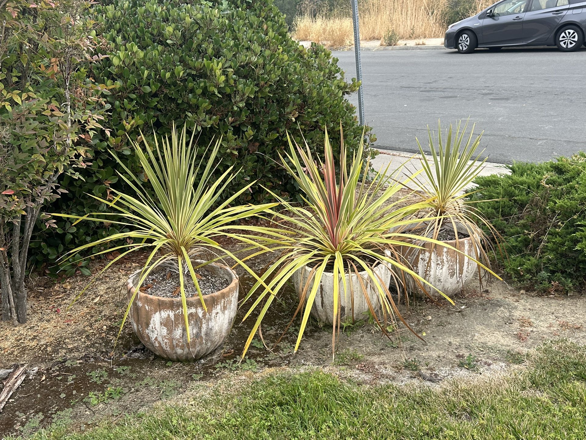 Plants Sale