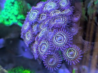 Stratosphere Zoa Saltwater Aquarium Decoration