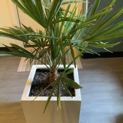 Wind Mill palm.  Oregon Hardy.   Recommended Planter Size 16x16x14. For Proper Root/tree Growth. $75