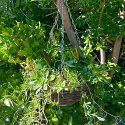 Planters and Hanging Baskets 