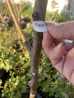Pear